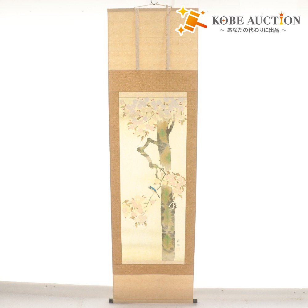 ■ 小川大鳳 掛軸 春軸 『桜に瑠璃鳥 さくら』 花鳥 絹本 肉筆 14326 全長187cm 共箱付き 美品