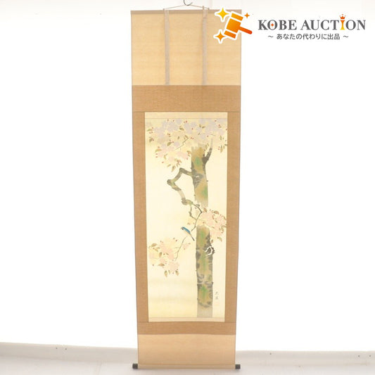 ■ 小川大鳳 掛軸 春軸 『桜に瑠璃鳥 さくら』 花鳥 絹本 肉筆 14326 全長187cm 共箱付き 美品