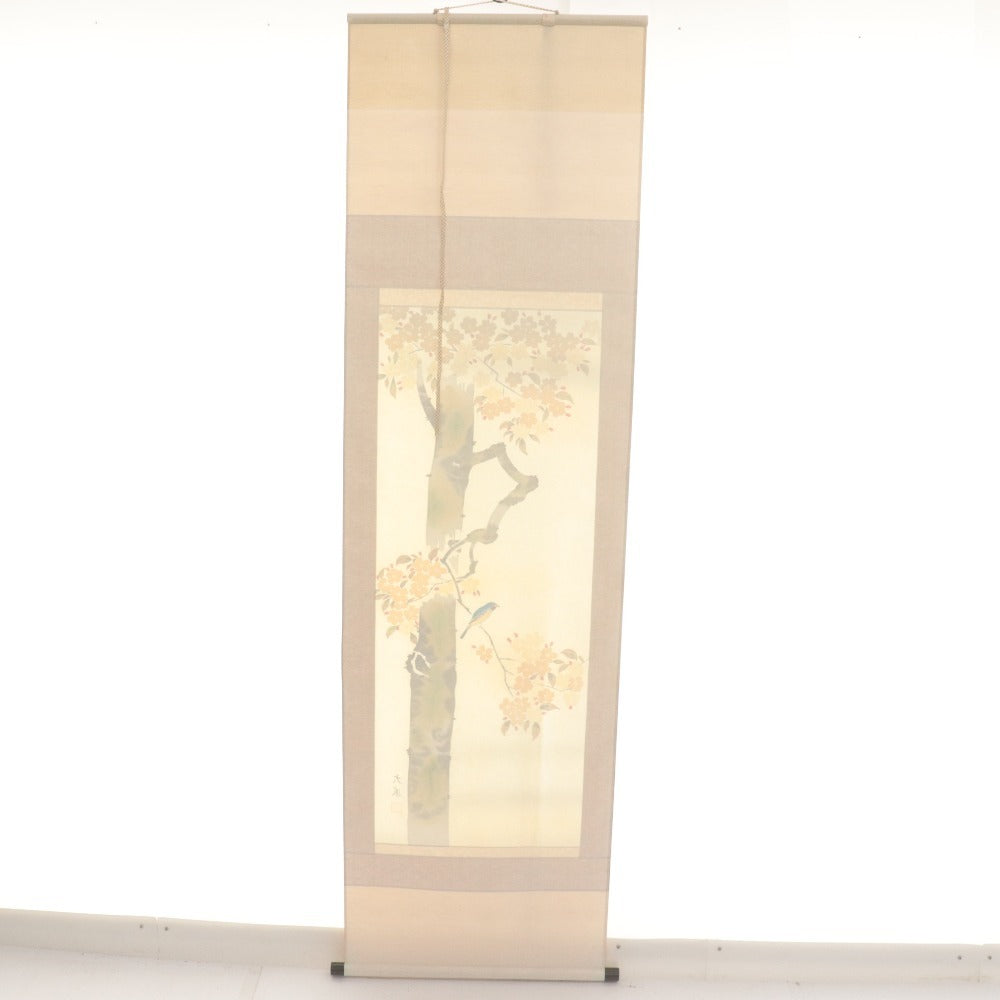 ■ 小川大鳳 掛軸 春軸 『桜に瑠璃鳥 さくら』 花鳥 絹本 肉筆 14326 全長187cm 共箱付き 美品