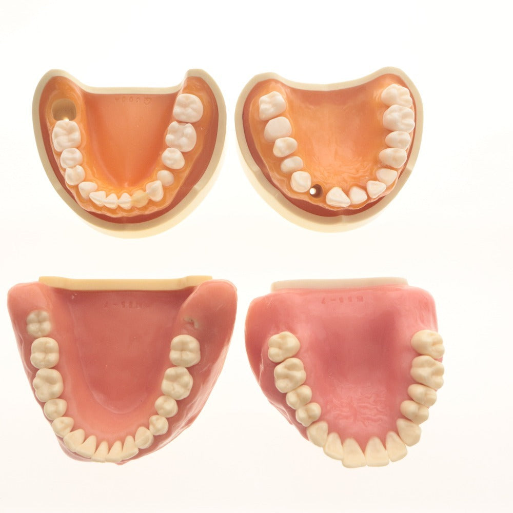 ■ Dental Supplies: Dental Models, Jaw Models, Rubber Cheeks, Plaster Models - Bulk Sale, Includes Surgical Training, Resin Teeth, Melamine Teeth, and Items with Boxes