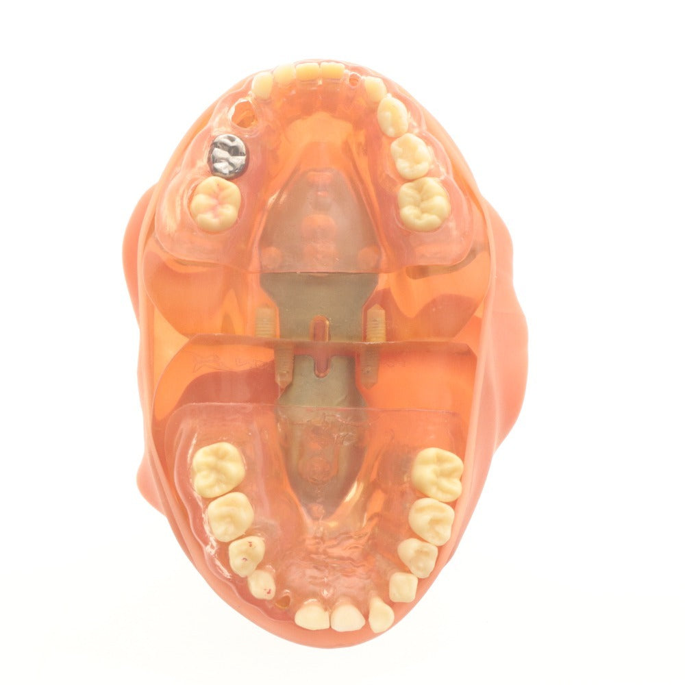 ■ Dental Supplies: Dental Models, Jaw Models, Rubber Cheeks, Plaster Models - Bulk Sale, Includes Surgical Training, Resin Teeth, Melamine Teeth, and Items with Boxes